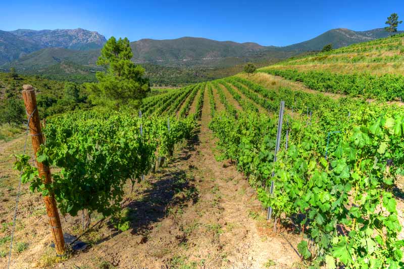 Domaine Vico