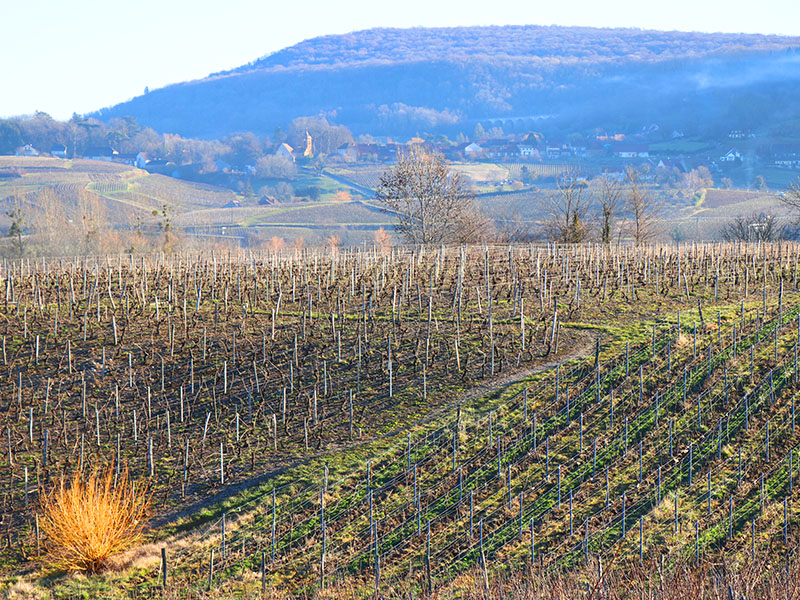Domaine du Pélican