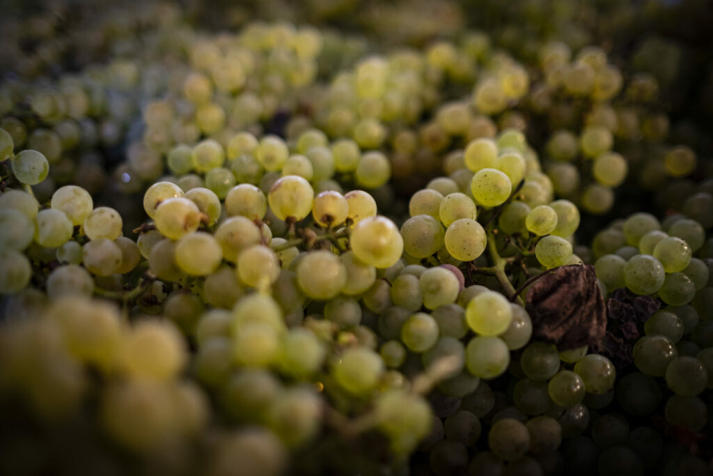 rijckaert_jura2_savagnin-1024x683