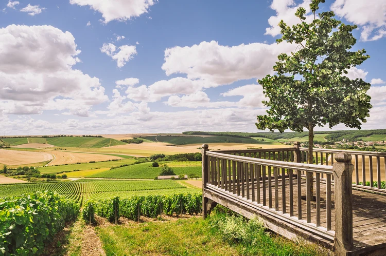Vineyard_Top